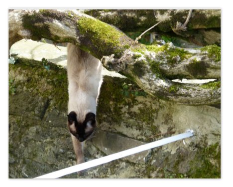 Picture of a cat / kitten / feline