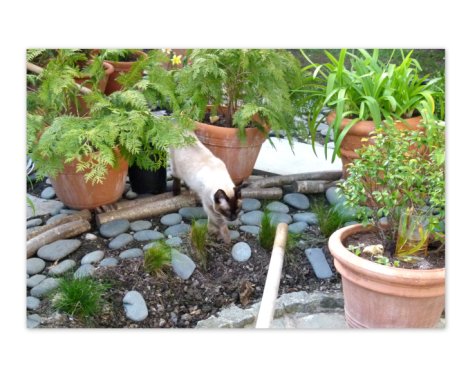 Picture of a cat / kitten / feline