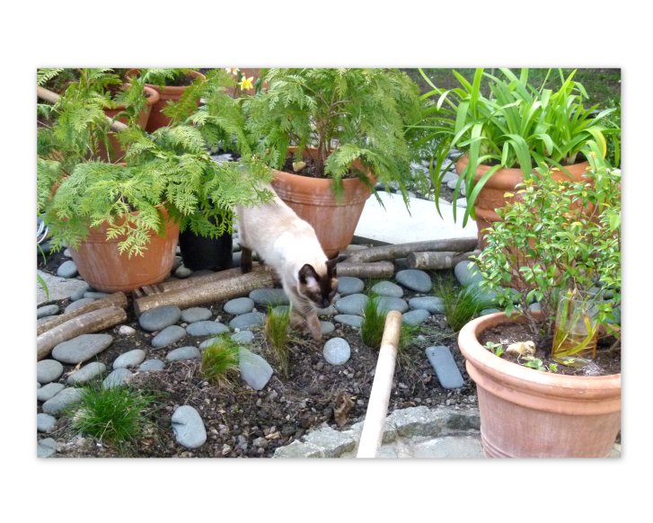 Picture of a cat / kitten / feline