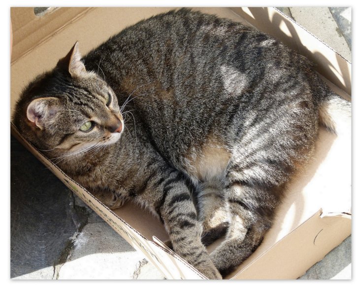 Picture of a cat / kitten / feline