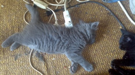 Picture of a cat / kitten / feline