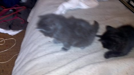 Picture of a cat / kitten / feline