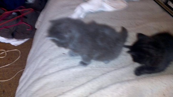 Picture of a cat / kitten / feline