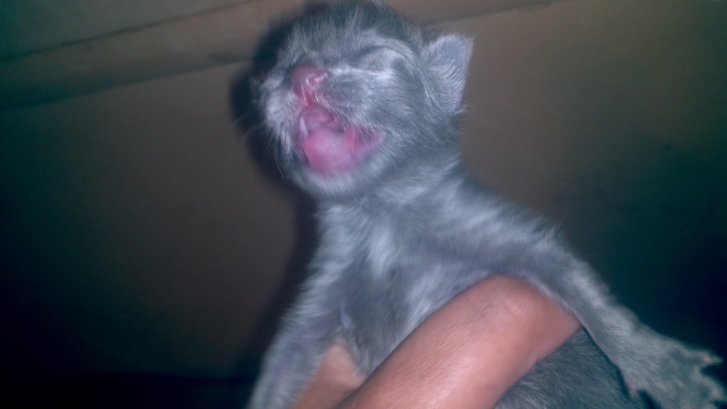 Picture of a cat / kitten / feline