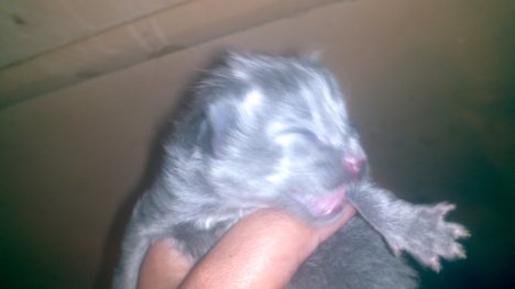 Picture of a cat / kitten / feline