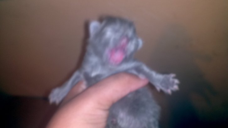 Picture of a cat / kitten / feline