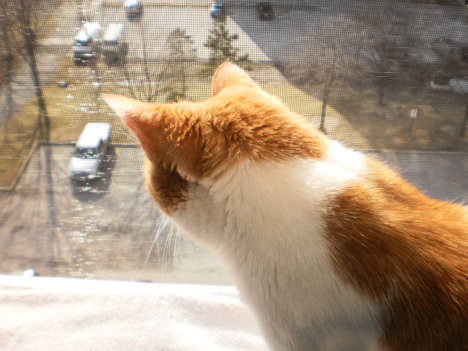 Picture of a cat / kitten / feline