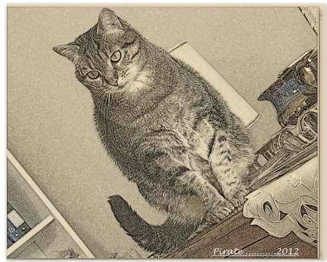 Picture of a cat / kitten / feline