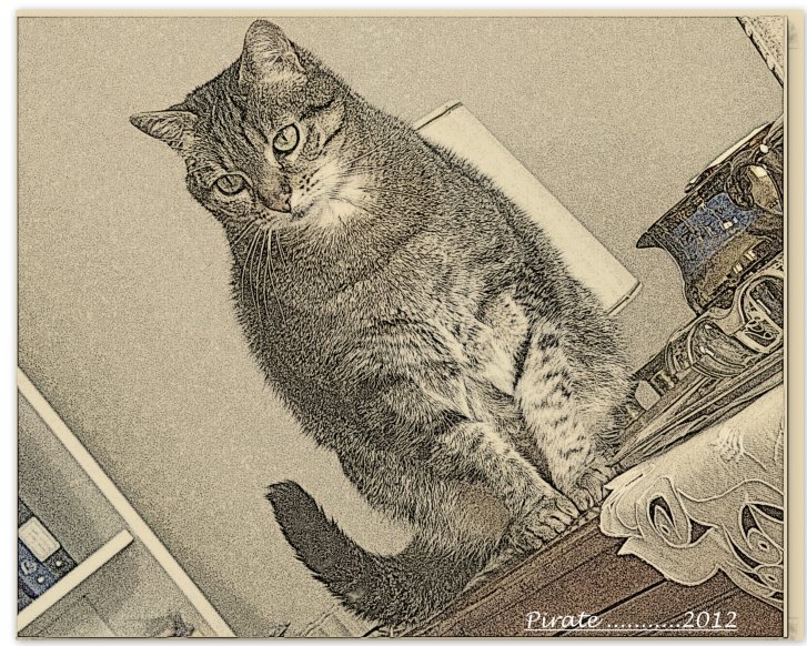 Picture of a cat / kitten / feline