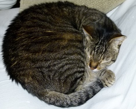 Picture of a cat / kitten / feline