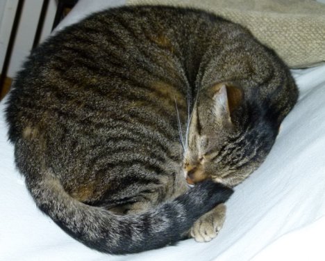 Picture of a cat / kitten / feline