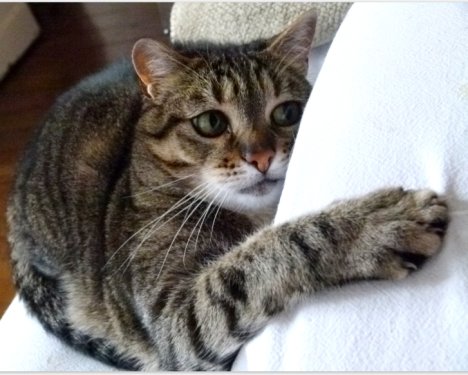 Picture of a cat / kitten / feline