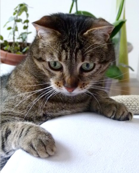 Picture of a cat / kitten / feline