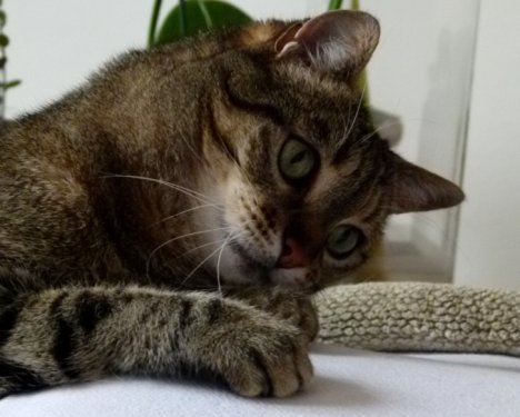 Picture of a cat / kitten / feline