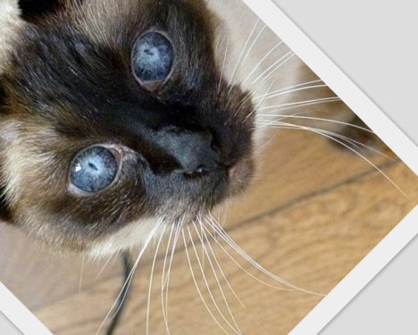 Picture of a cat / kitten / feline