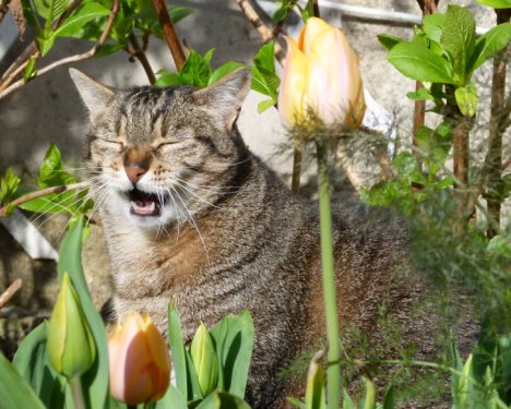 Picture of a cat / kitten / feline