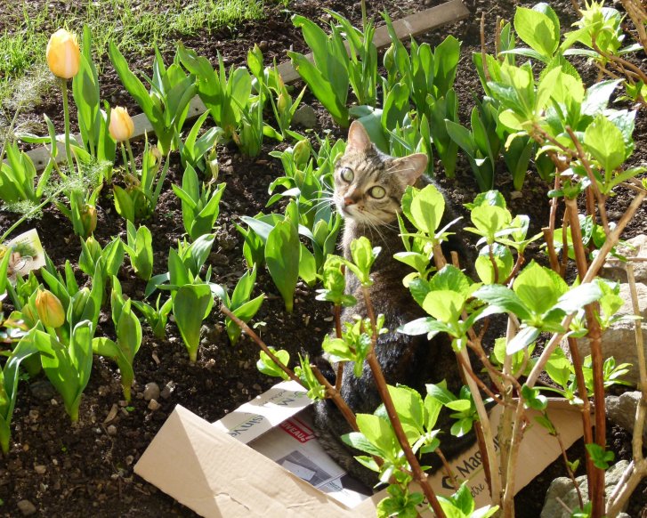 Picture of a cat / kitten / feline