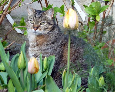 Picture of a cat / kitten / feline