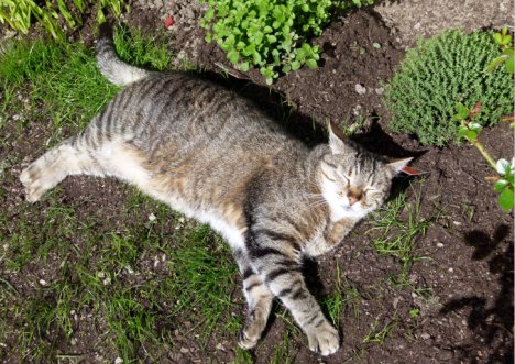 Picture of a cat / kitten / feline