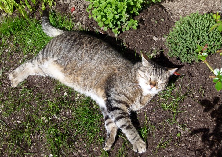 Picture of a cat / kitten / feline