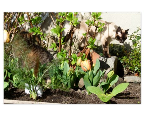 Picture of a cat / kitten / feline