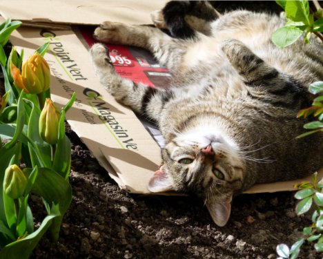 Picture of a cat / kitten / feline