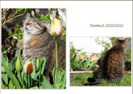 Picture of a cat / kitten / feline