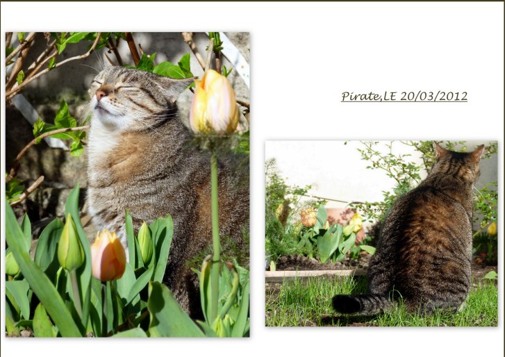 Picture of a cat / kitten / feline