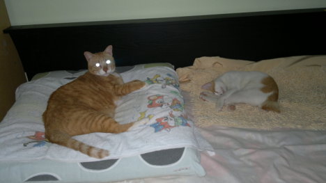 Picture of a cat / kitten / feline