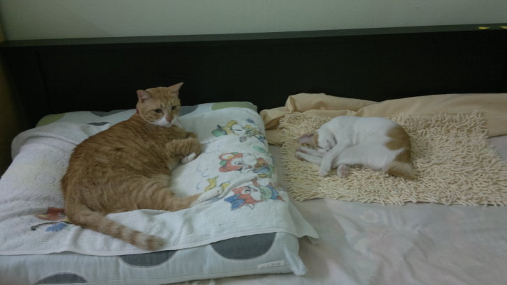 Picture of a cat / kitten / feline