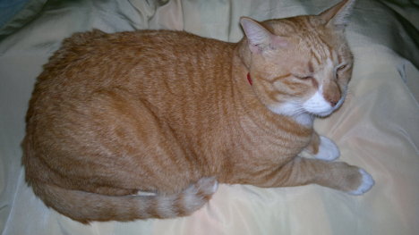 Picture of a cat / kitten / feline