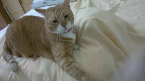 Picture of a cat / kitten / feline