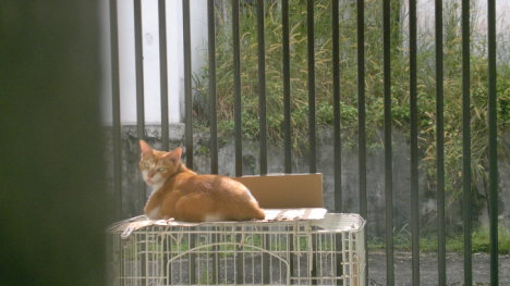 Picture of a cat / kitten / feline