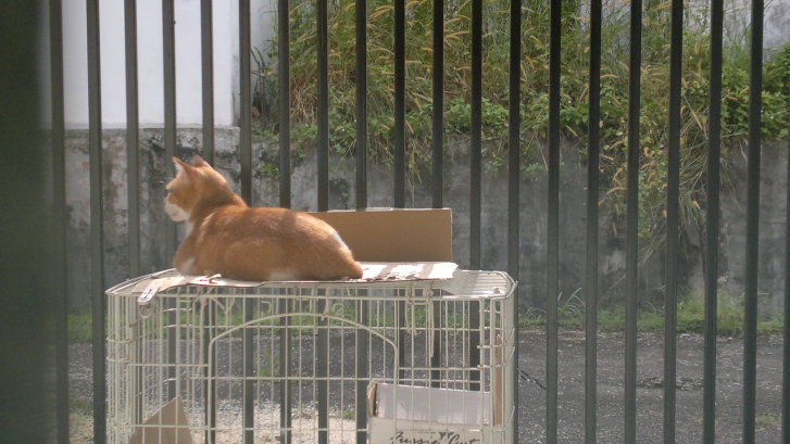 Picture of a cat / kitten / feline