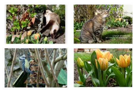 Picture of a cat / kitten / feline