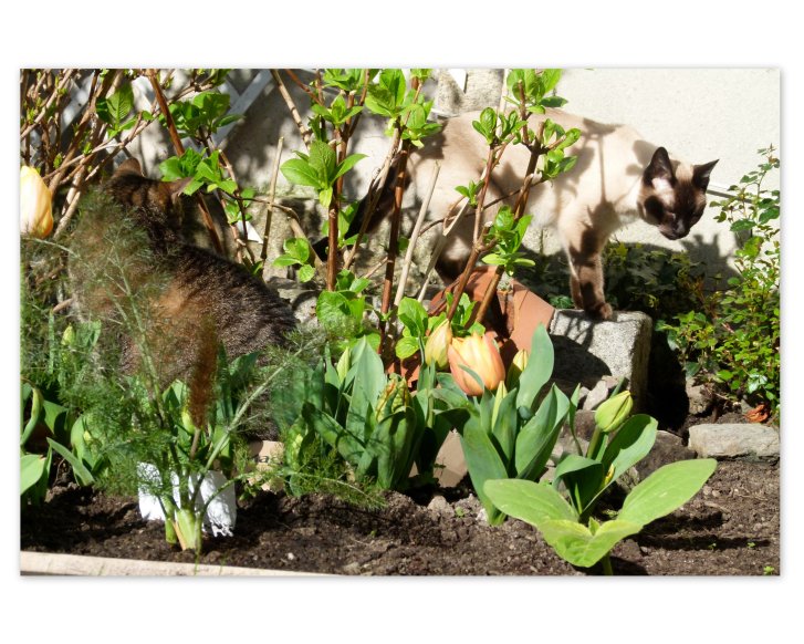 Picture of a cat / kitten / feline