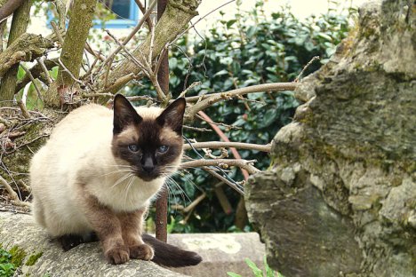 Picture of a cat / kitten / feline