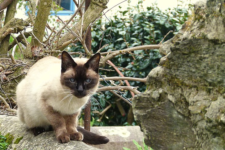 Picture of a cat / kitten / feline