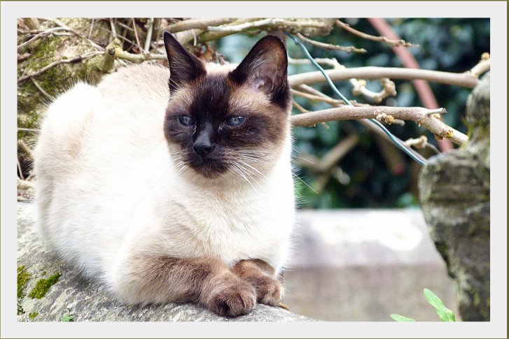 Picture of a cat / kitten / feline