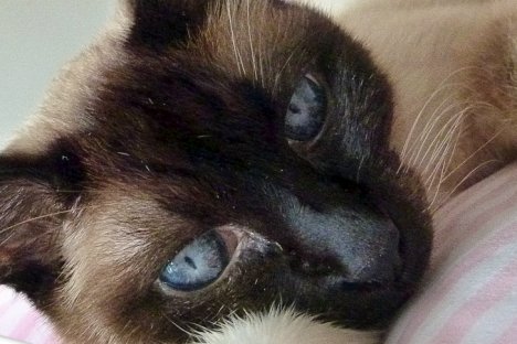 Picture of a cat / kitten / feline