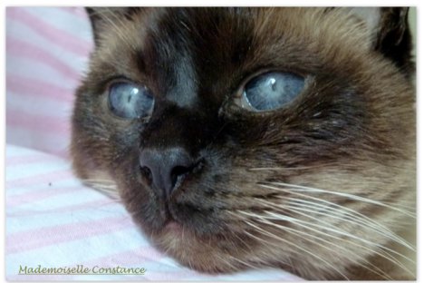 Picture of a cat / kitten / feline