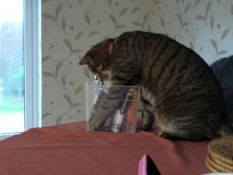 Picture of a cat / kitten / feline