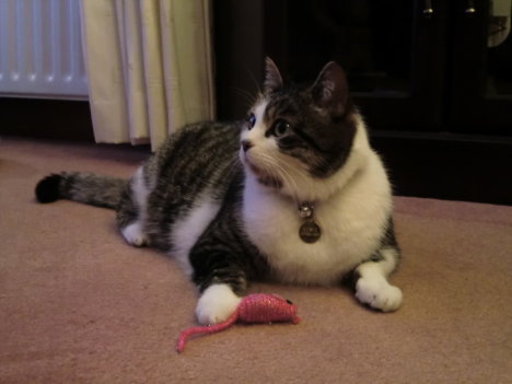 Picture of a cat / kitten / feline