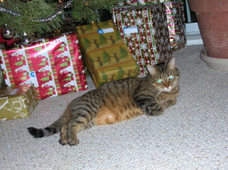 Picture of a cat / kitten / feline