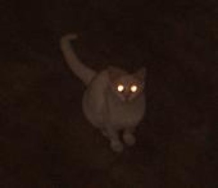 Picture of a cat / kitten / feline