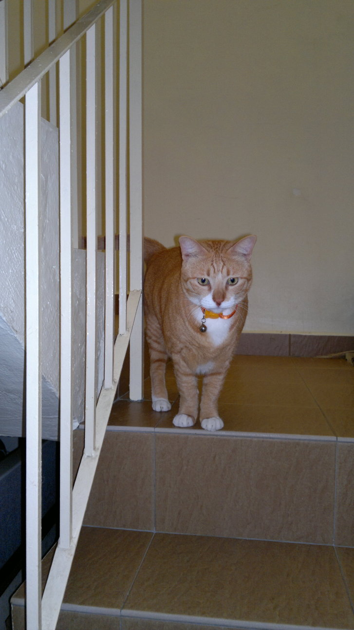 Picture of a cat / kitten / feline