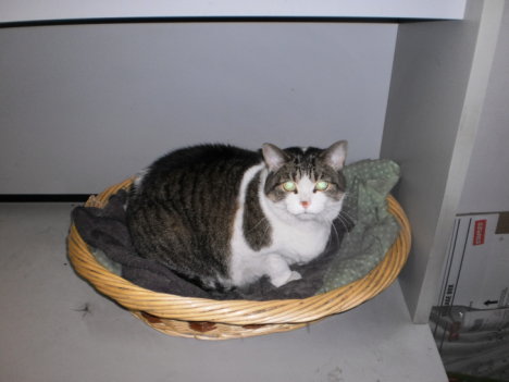 Picture of a cat / kitten / feline