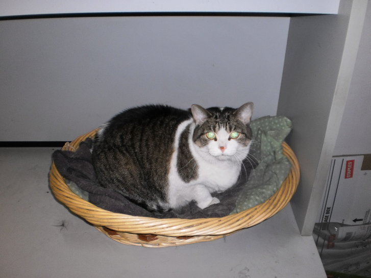 Picture of a cat / kitten / feline