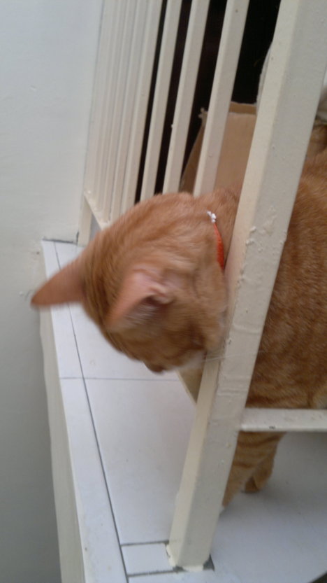 Picture of a cat / kitten / feline