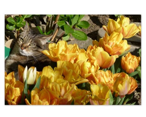 Picture of a cat / kitten / feline